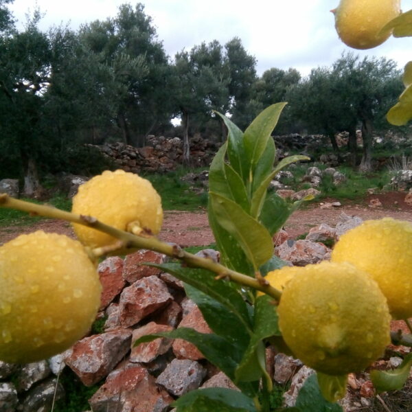 LIMNI eco-agro-tourism location Crete rental